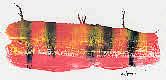 click to zoom