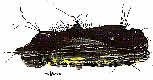 click to zoom